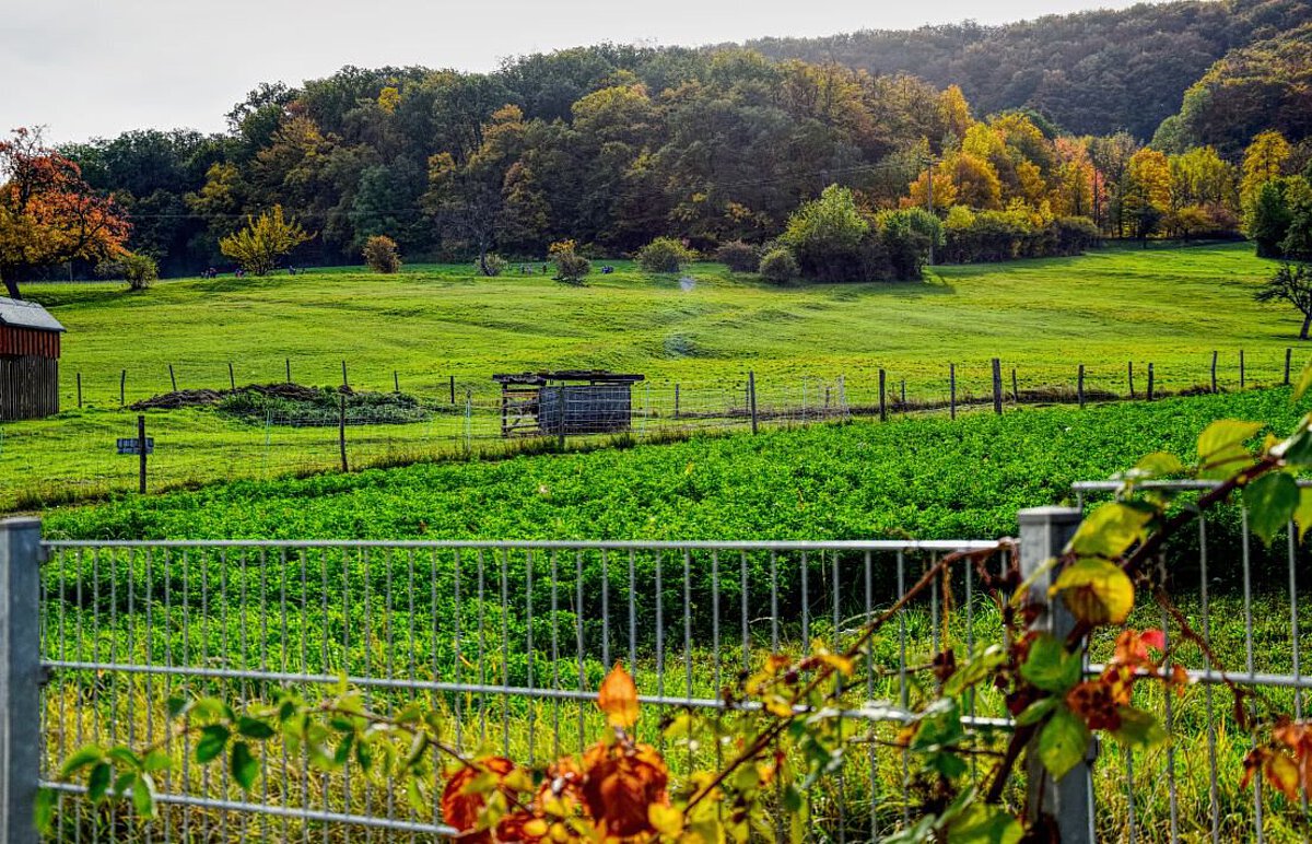 Grüne Wiese und bunte Herbstbäume nahe Kindergarten Wogau