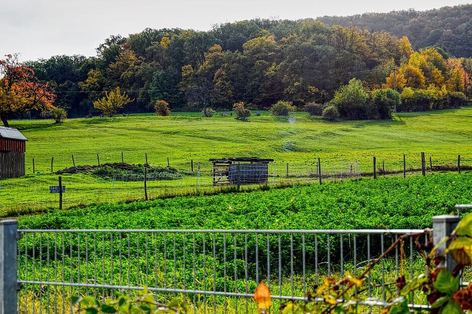 Grüne Wiese und bunte Herbstbäume nahe Kindergarten Wogau