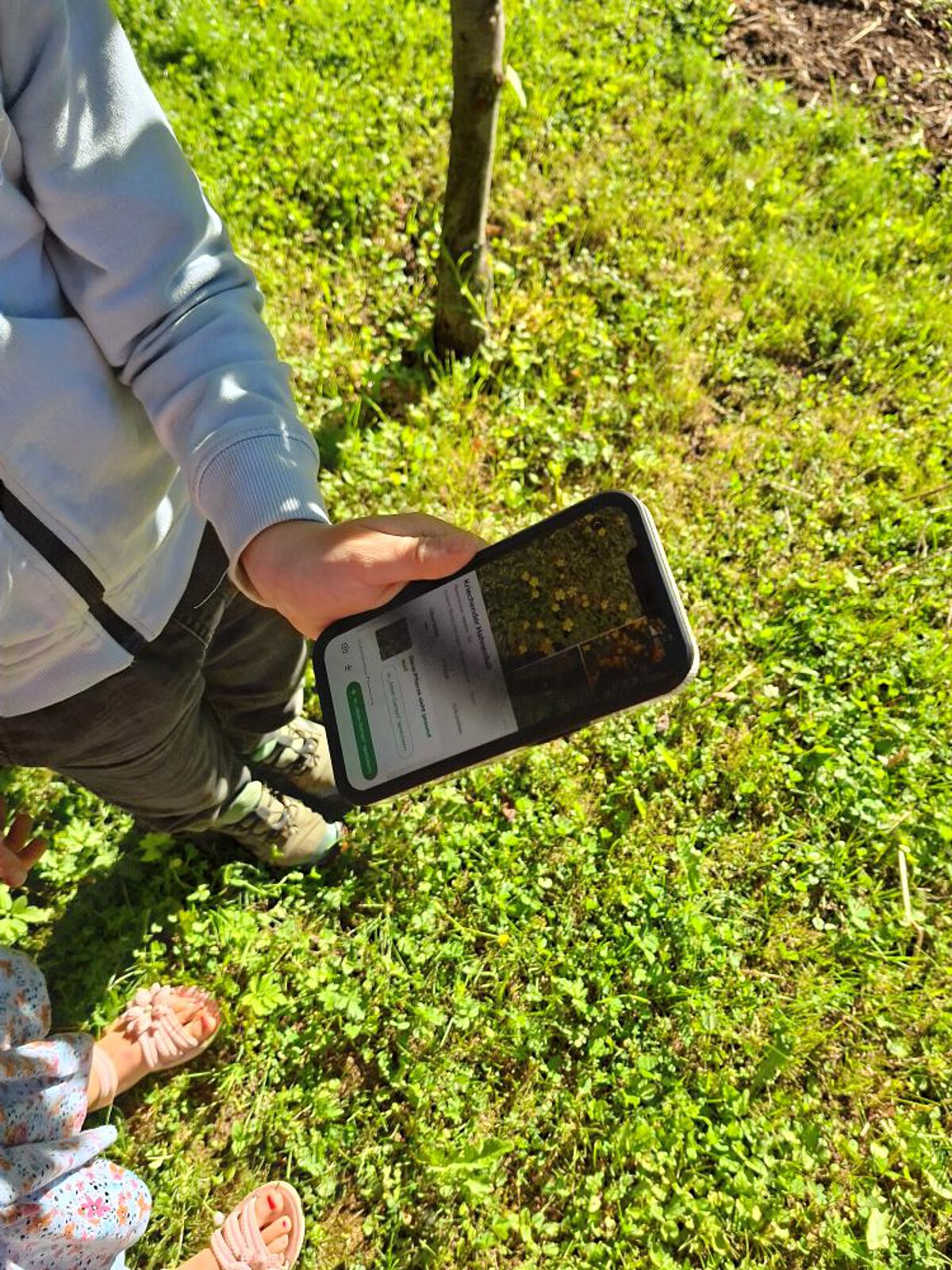 Kind hält Smartphone mit Pflanzenbestimmungs-App über grüne Wiese im Freien