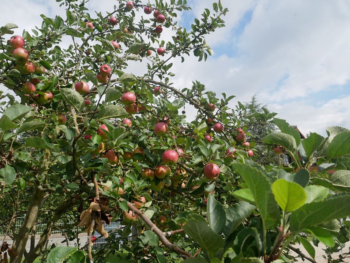 Apfelbaum mit roten Äpfeln im Garten des Kindergartens Wogau