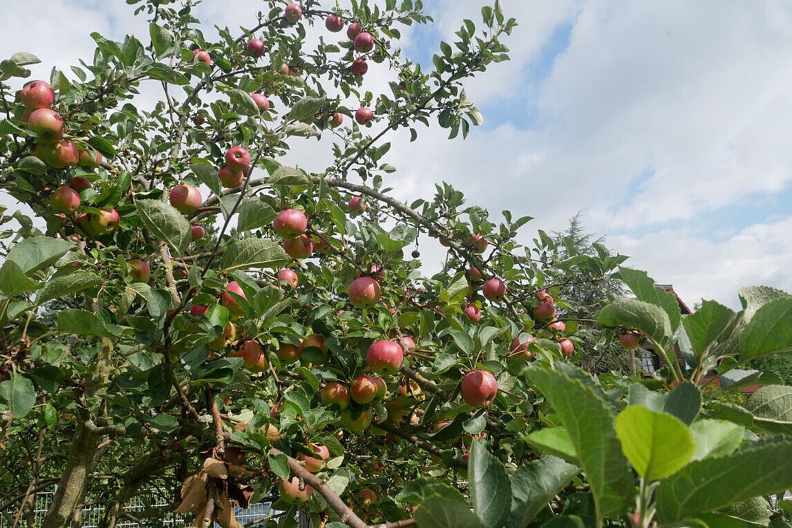 Apfelbaum mit roten Äpfeln im Garten des Kindergartens Wogau