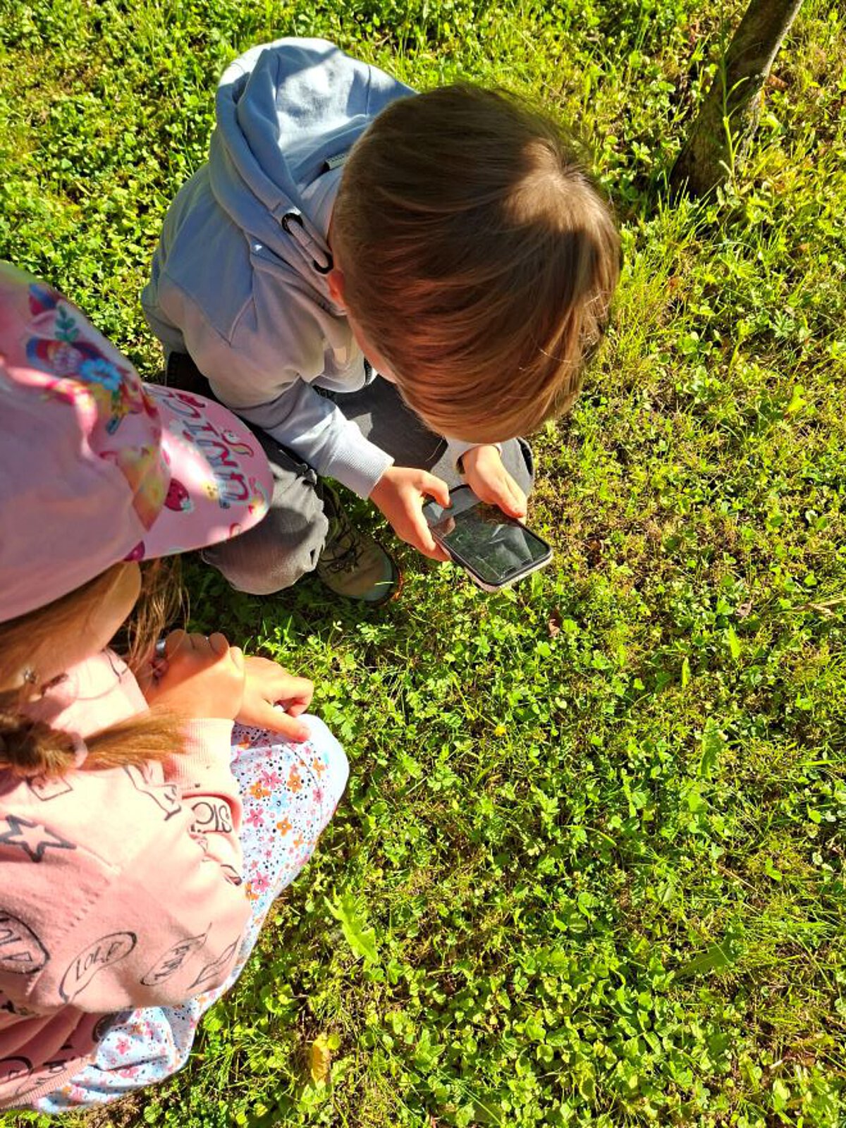 Kinder sitzen auf einer Wiese und nutzen ein Smartphone zur Bestimmung von Pflanzen