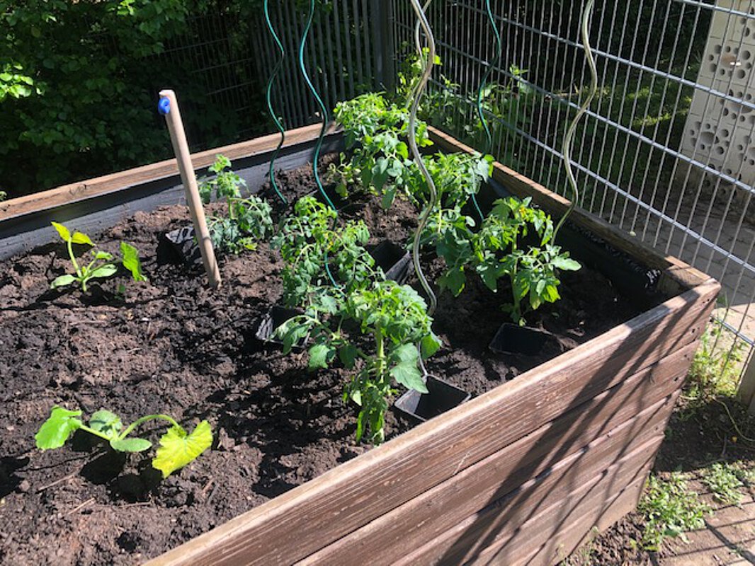 angebaute Kräuter im Garten der Einrichtung