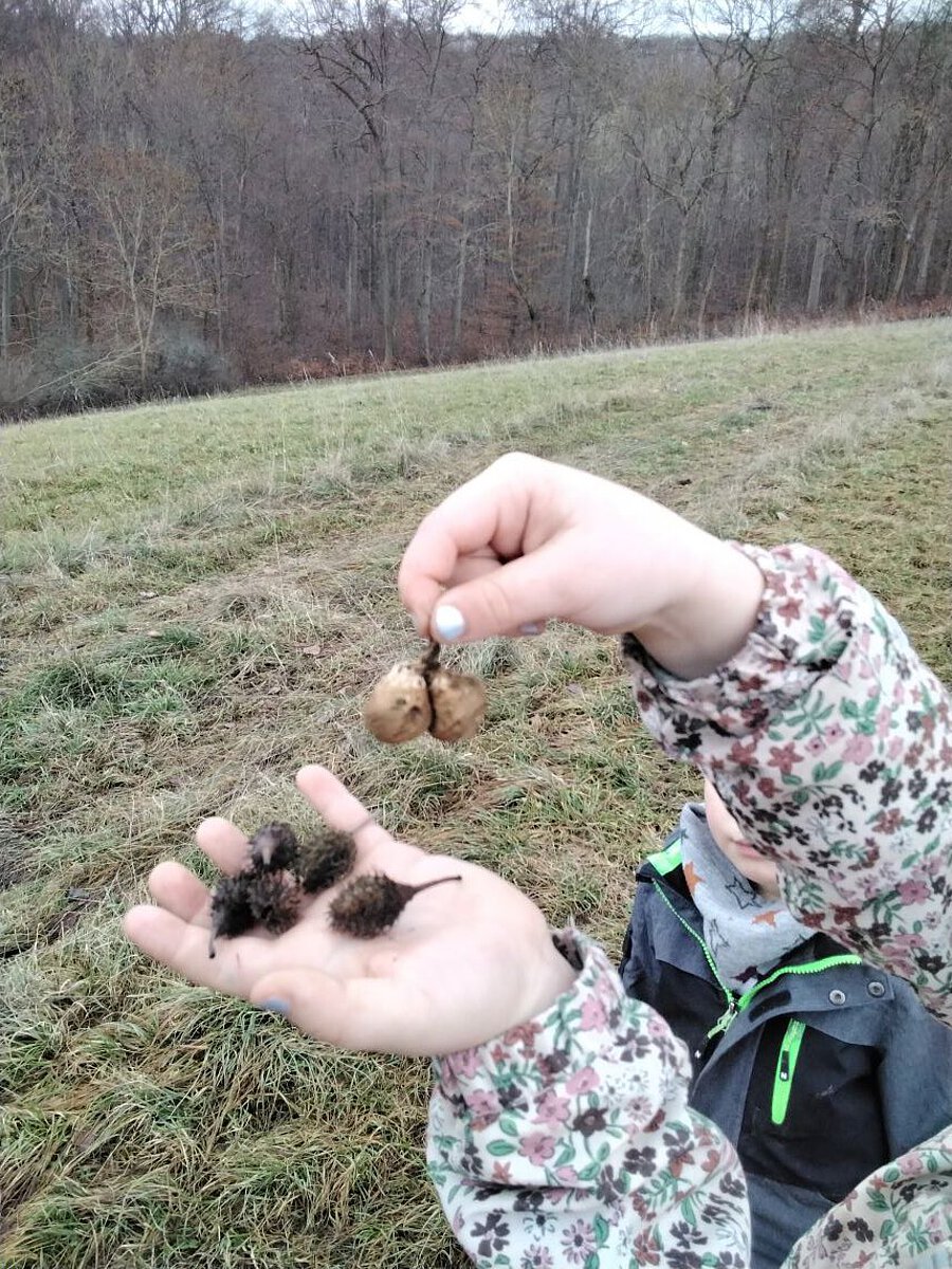 Kind hält Naturmaterialien wie Samen und Früchte in der Hand