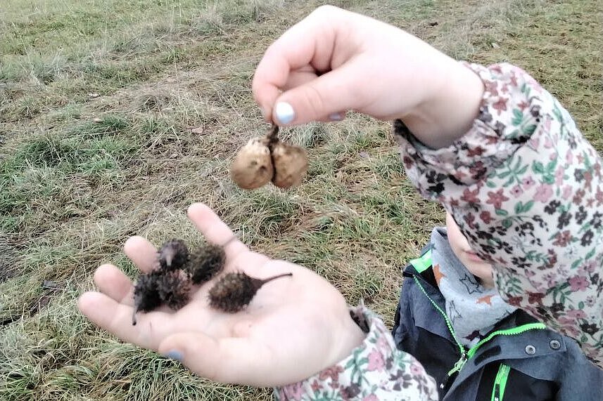 Kind hält Naturmaterialien wie Samen und Früchte in der Hand