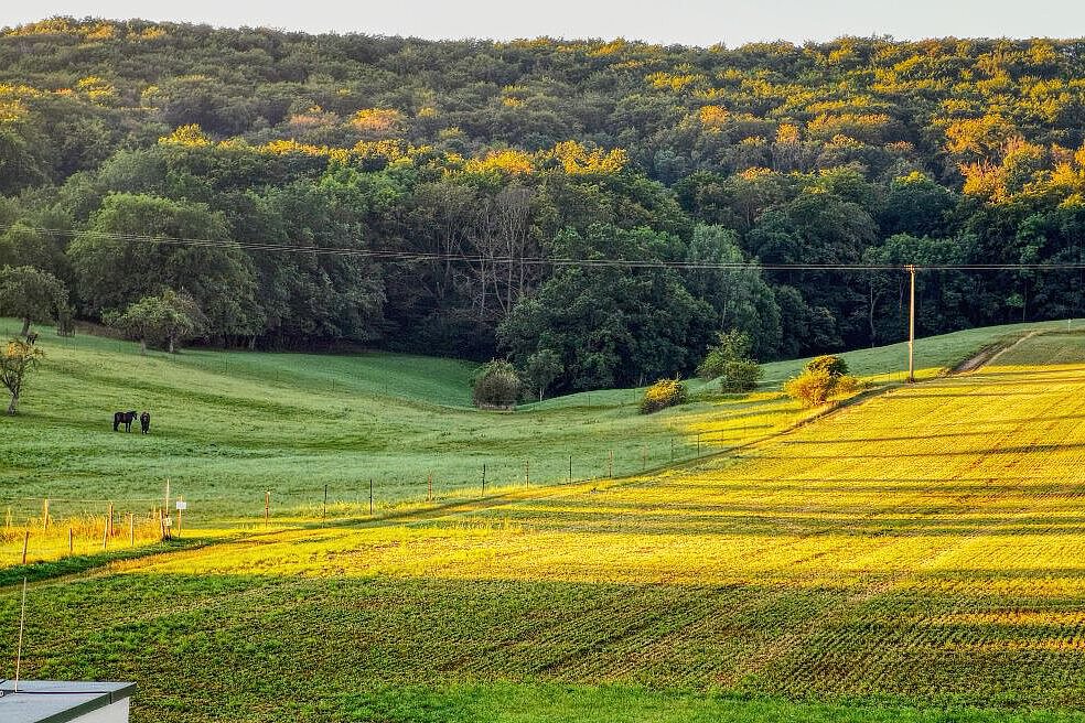 Grüne Felder und Wald in der Umgebung des Kindergartens Wogau
