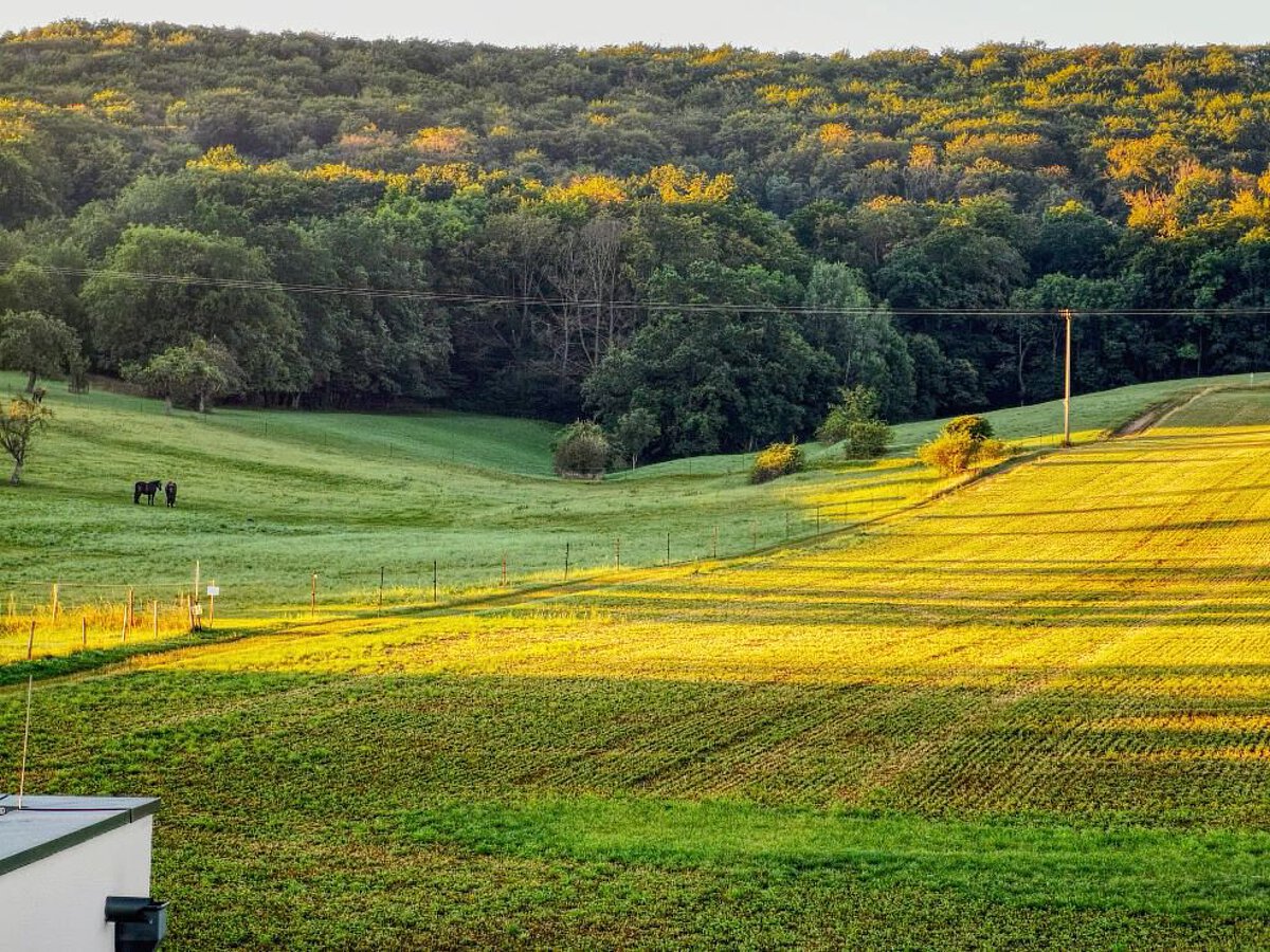 Grüne Felder und Wald in der Umgebung des Kindergartens Wogau