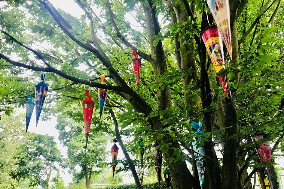 Zuckertütenbaum Zuckertütenbaum