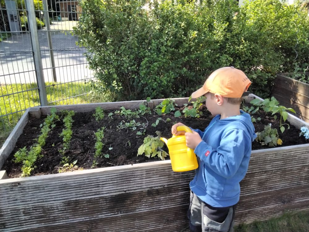 Gartenpflege - Hochbeete - Gießen - Natur - Kindergarten Windischholzhausen Ein Kind gießt das Hochbeet mit einer gelben Gießkanne