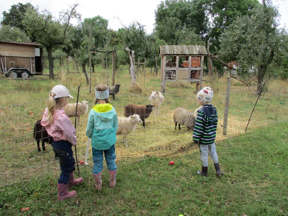 Auf dem Biohauernhof stehen die Kinder vor einem Zaun und betrachten die Schafe