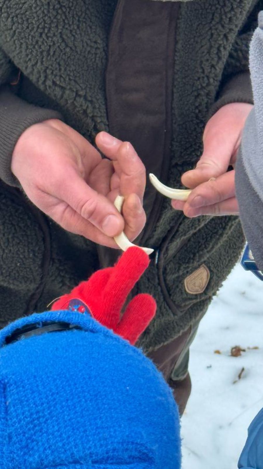 Hände, die Wildschweinzähne halten