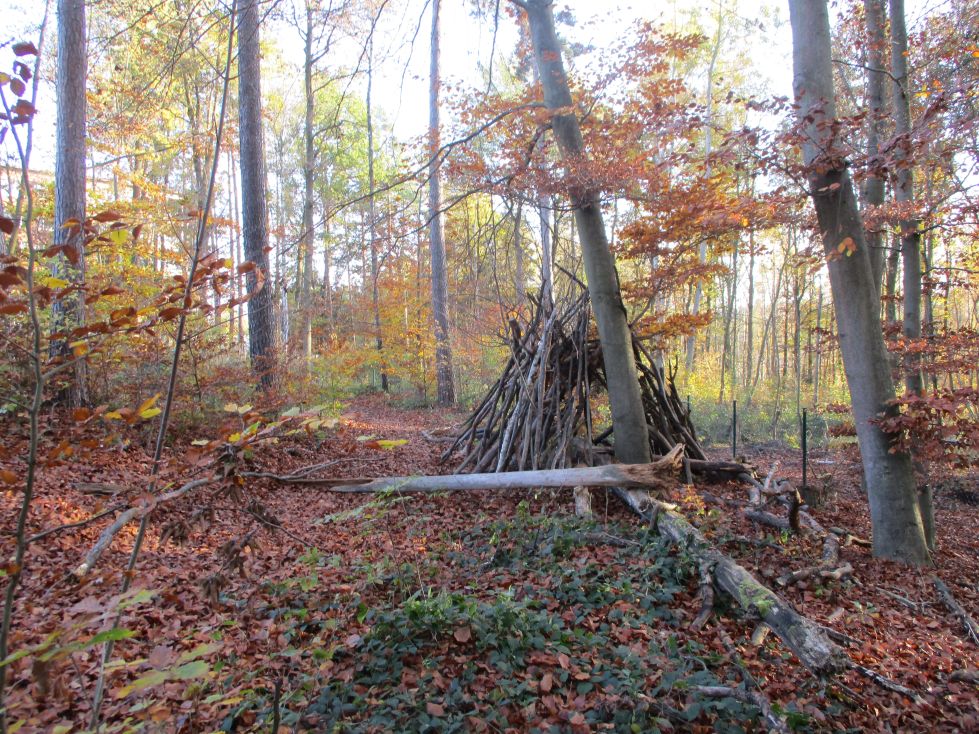 Waldstück im Herbst. Auf dem Boden liegen viele braune und rote Blätter. In der Mitte steht ein selbstgebautes Tipi aus langen Ästen und Zweigen. Rundherum sind große Bäume mit bunten Blättern in Gelb, Orange und Rot. Das Licht fällt durch die Bäume